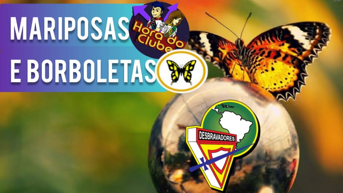 Mariposas e Borboletas